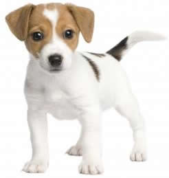 puppy training puppy trainer dog training kent Maidstone Canterbury Sevenoaks Thanet Ashford